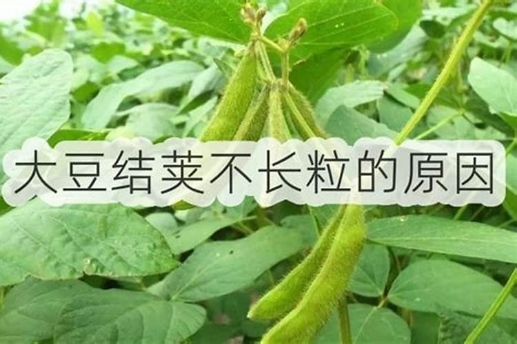 橘子树在开花的时候怎么施肥呀 橘子树在开花的时候如何施肥