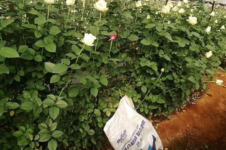 四季山茶花的养殖方法和注意事项
