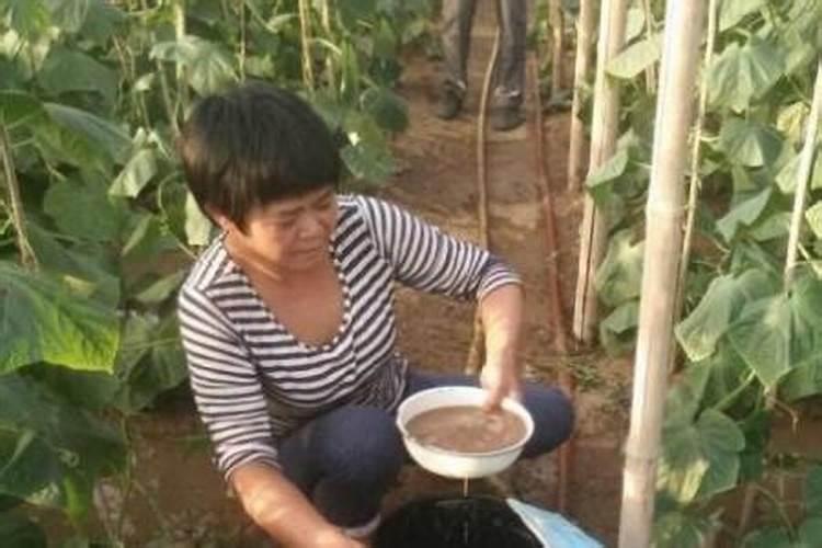 厨余垃圾有机肥料介绍