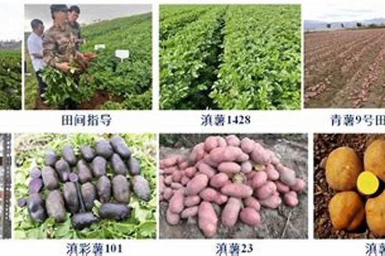 硅钙镁在土豆上有什么用？
