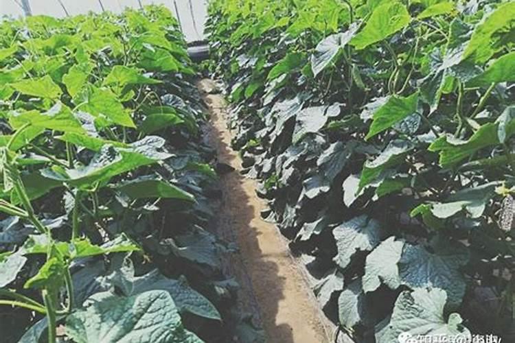 冬季施用碳铵肥为什么比施用尿素效果好