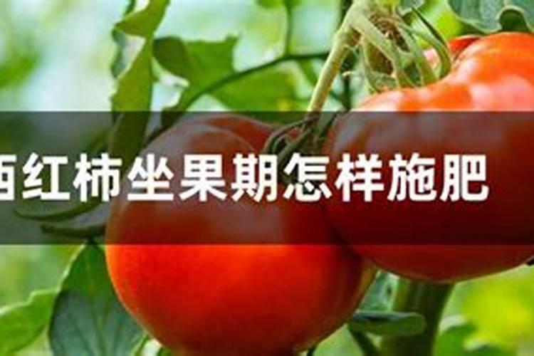 沃柑全年施肥时间表 介绍沃柑及施肥的方法