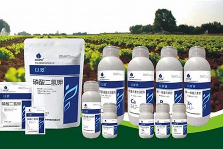 金毛狗蕨类植物用什么肥料