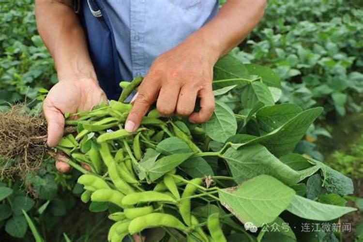 比较适合在5月份种植的蔬菜有哪些呢