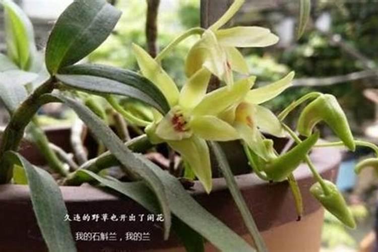 红掌一般怎么浇水冬天要注意什么