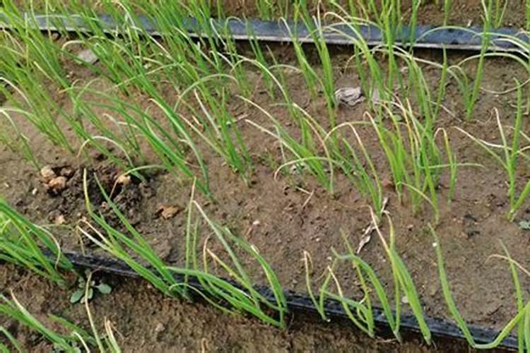 黄瓜定植后浇什么肥料