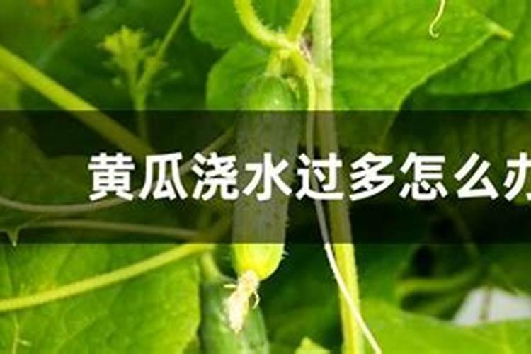小麦硼肥的最佳使用时期