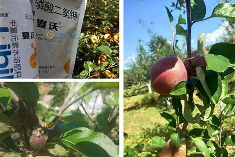 红薯什么时候喷施磷酸二氢钾合适？