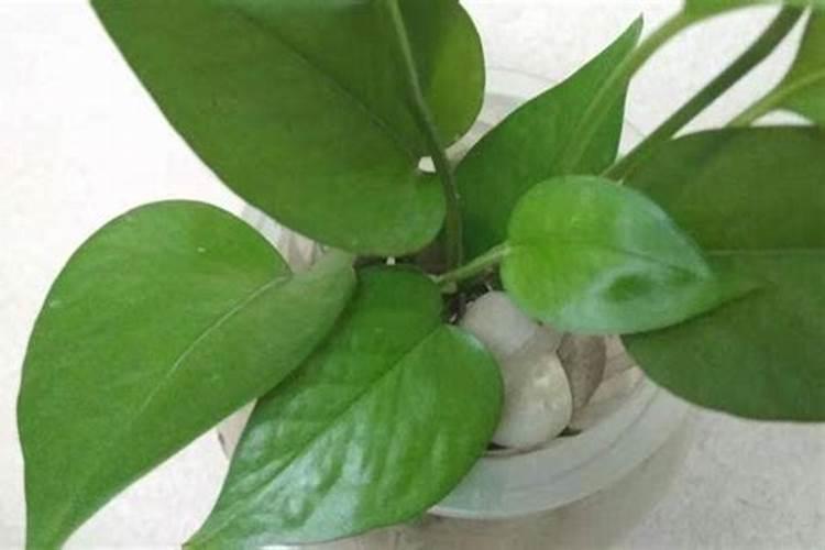 水稻硼肥的作用及使用方法