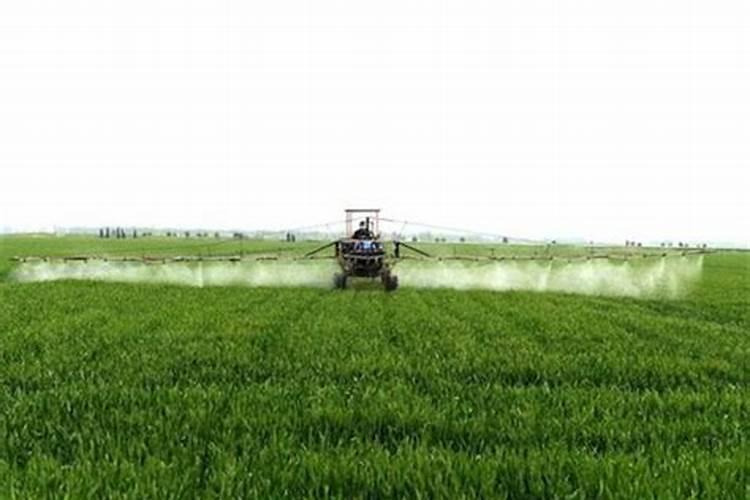 雪梨的功效与作用 营养价值和吃法