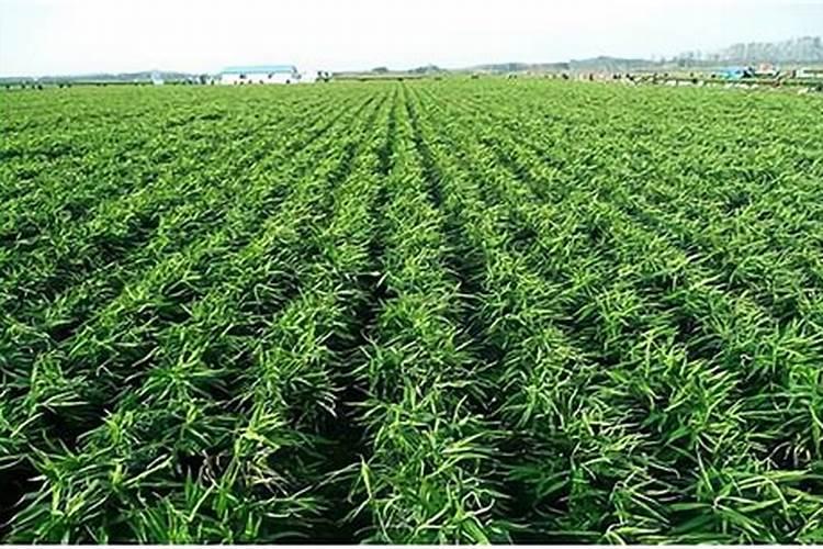 小番茄中期上什么肥料最好？