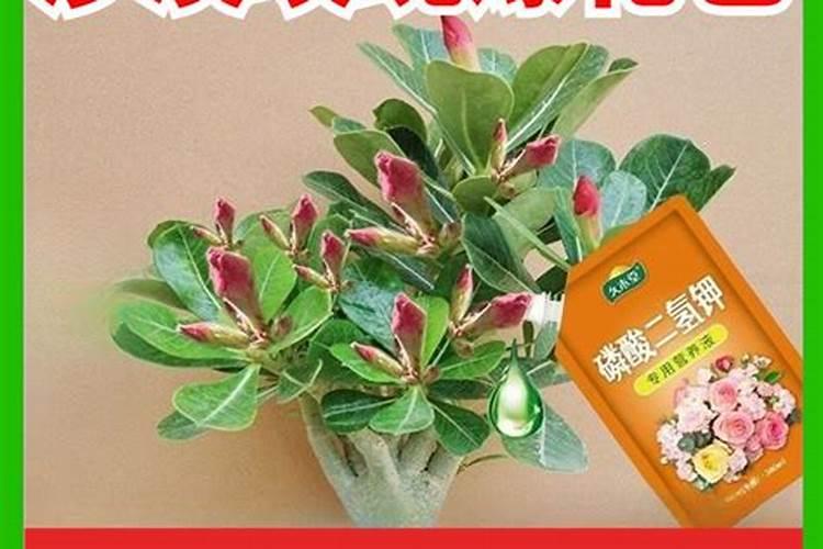 如何养好桫椤 桫椤的养殖方法