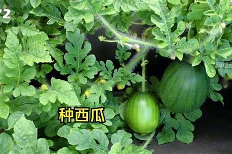 西瓜后期管理用什么叶面肥好？