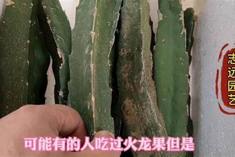 火龙果苗什么时候施肥