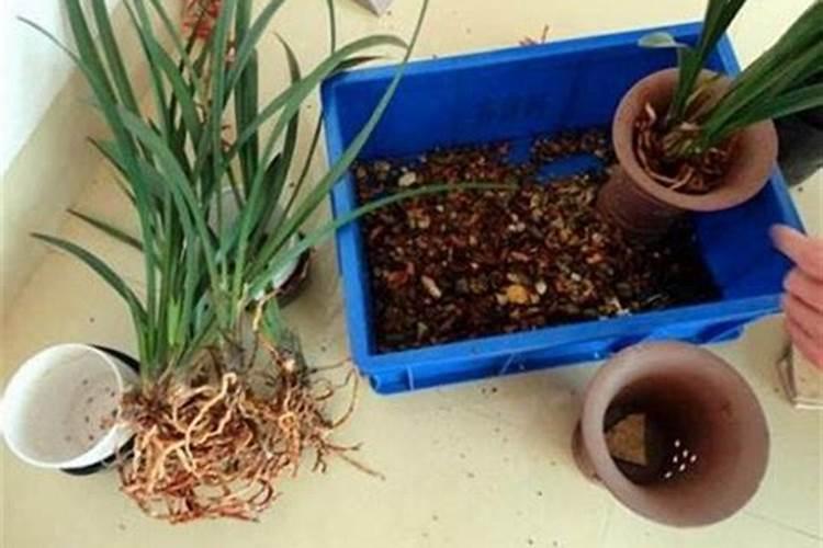 怎么促进兰花花芽分化？有没有人晓得？