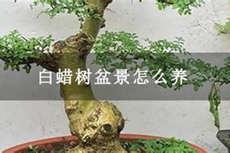 大叶女贞属于什么植物类型？