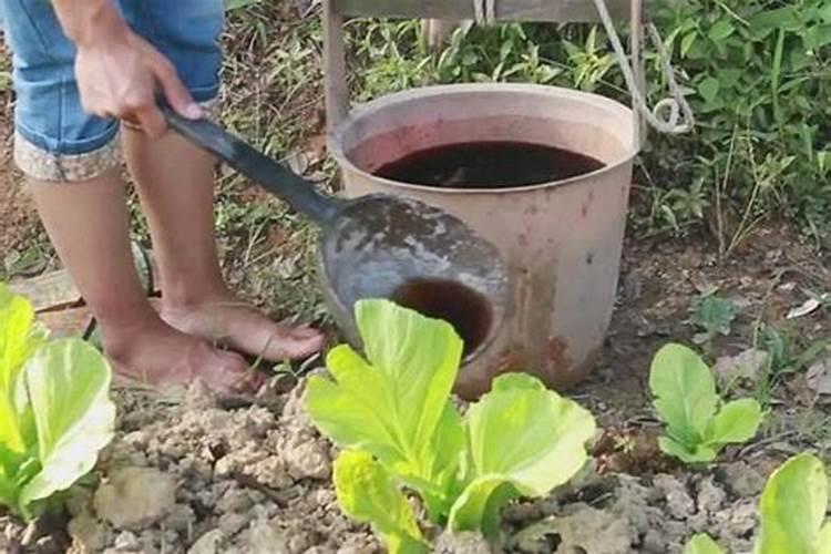 菜叶子用水沤肥多久