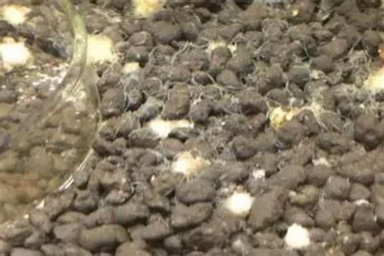 玉米种植时把追肥当做底肥上错了,现在到了追肥时期,具体追肥和底肥应该...