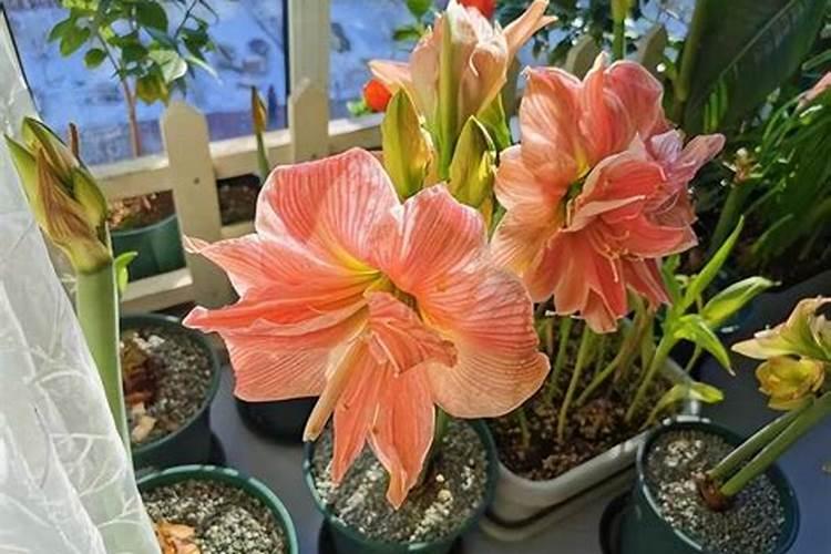 黄芪在哪一日采收能收获到质量最优的？
