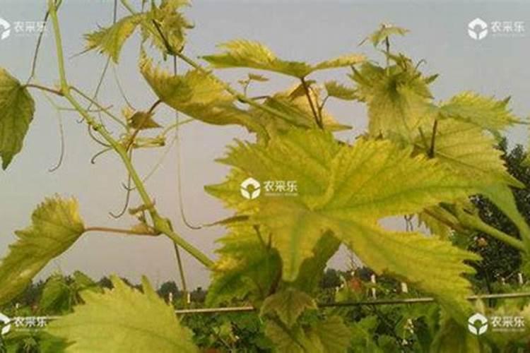 葡萄应该在什么时间浇水？在庭院中可以种植葡萄吗？