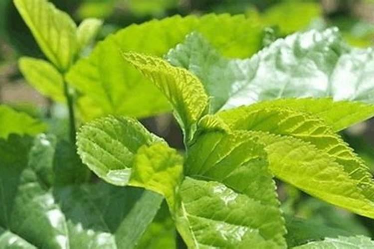 凤仙花花期多长,花期要不要施肥