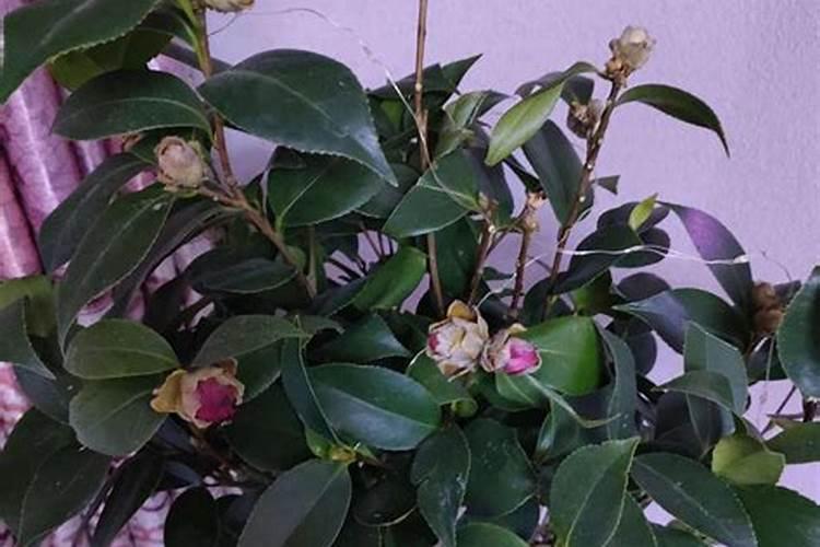 栀子花叶子发黄掉花骨朵是什么原因