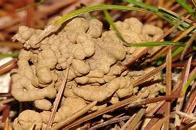 蚯蚓粪的使用方法