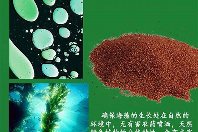 海藻精自制发酵方法