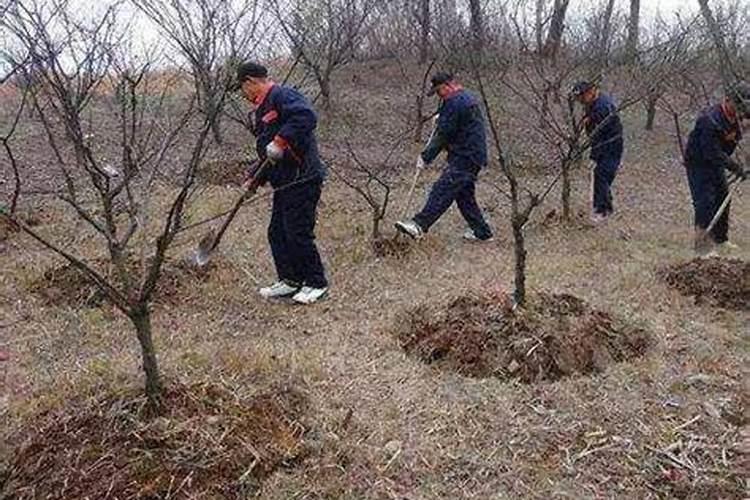 刚移栽的果树滴灌用什么肥好？