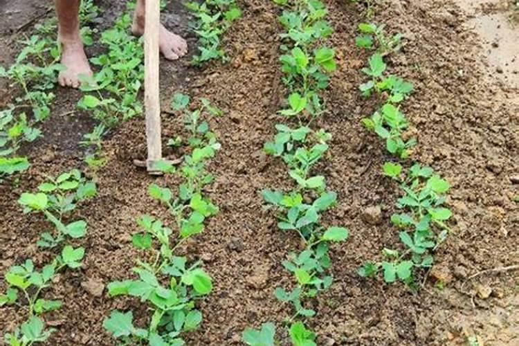 棉花后期需要什么肥料