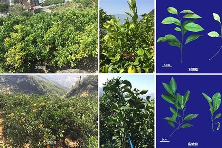 植物生病了,比如烂根.叶子黄==应该用什么方法救治啊？ 有人告诉我说种植...