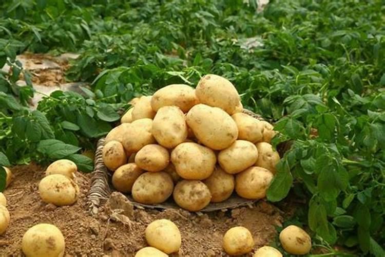 种红薯能用含氯化钾的肥料吗？有什么危害