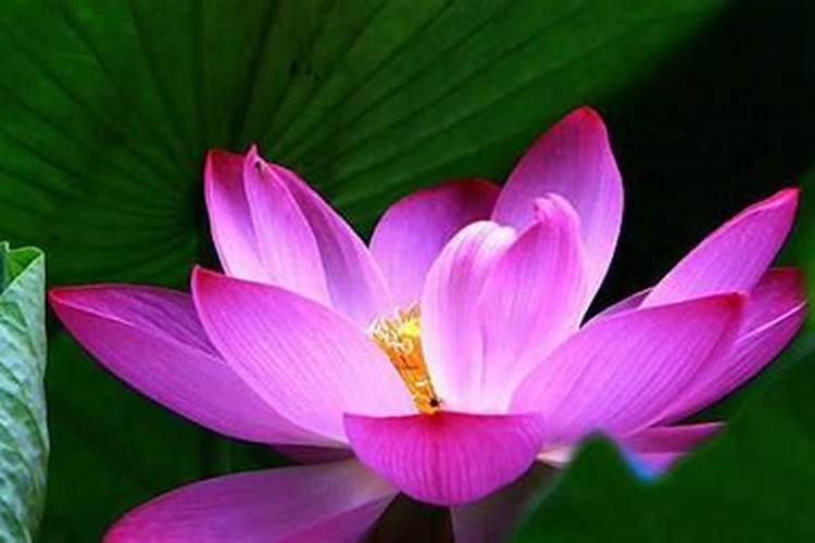 荷花喜肥吗 喜欢施什么肥料