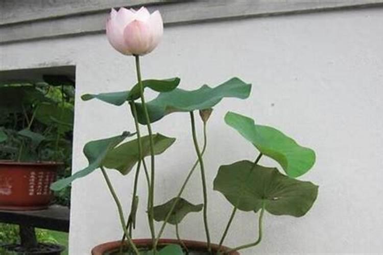 盆栽荷花如何施肥