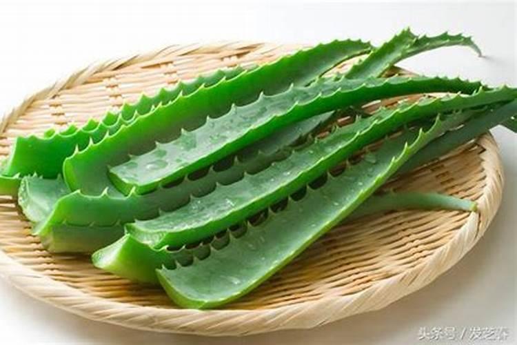 盆栽芦荟怎么施肥