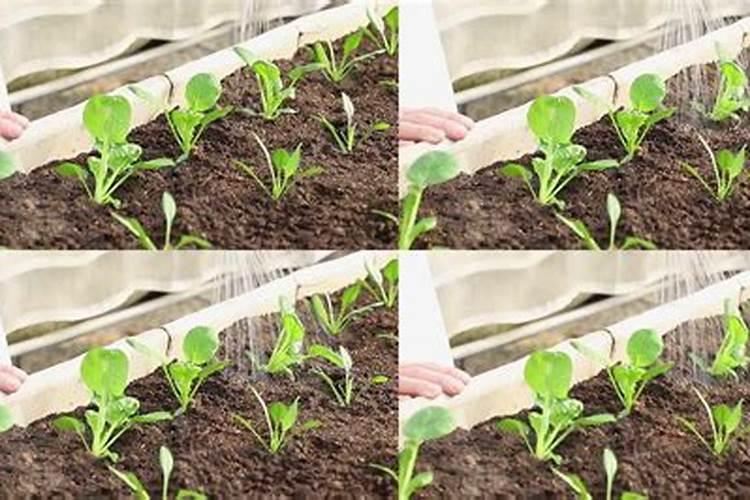 菠菜喜欢什么肥料 菠菜最喜欢什么肥料