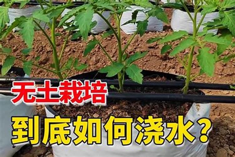 柑橘自制水溶肥配方比例