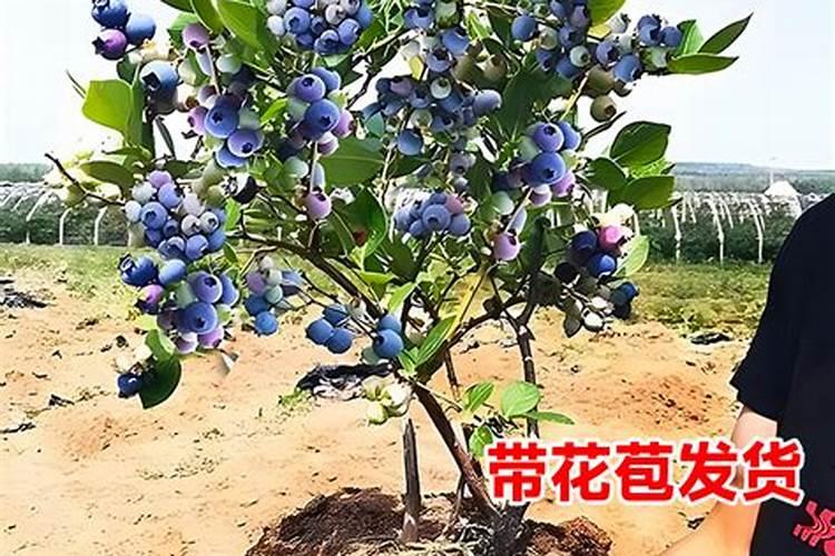如何让蓝莓果树快速生根