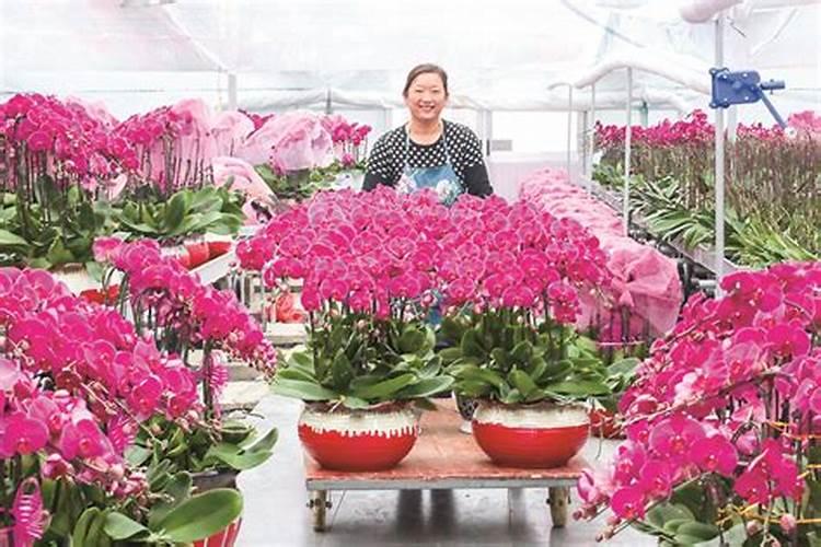 想要养好蝴蝶兰一定要牢记施肥技巧