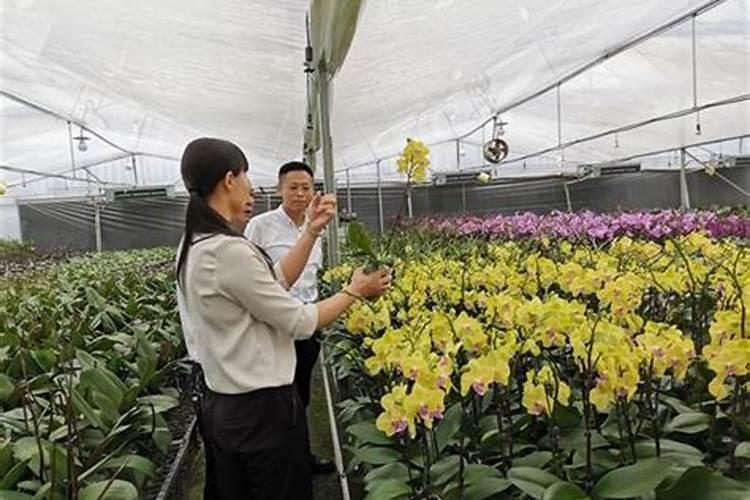 蝴蝶兰用肥该用哪种？哪位清楚？