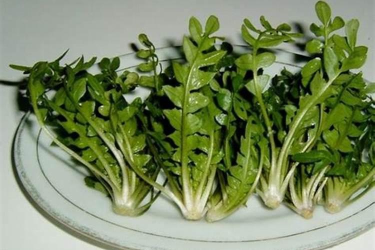 生菜叶片增厚用什么叶面肥