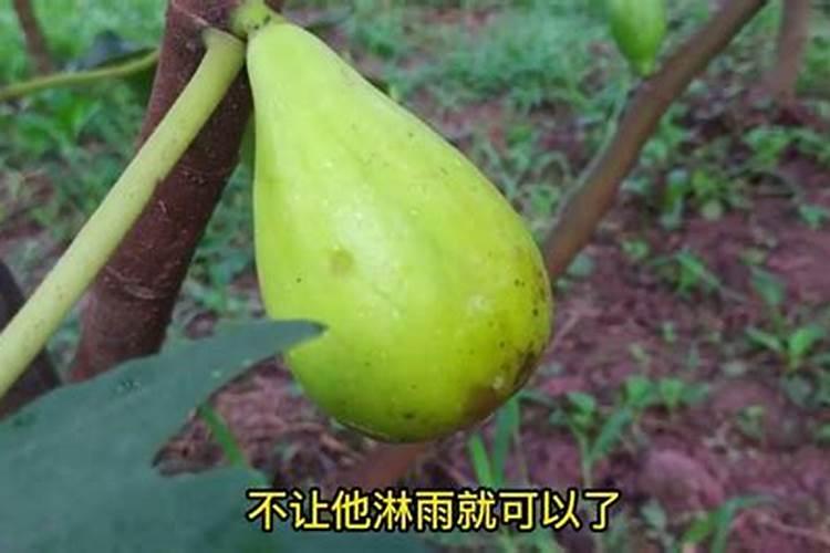 果树用什么肥料最好
