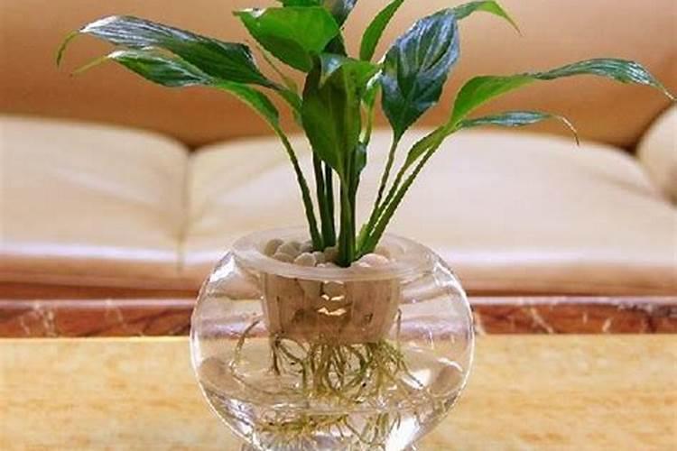 水溶肥桃树一亩用多少斤