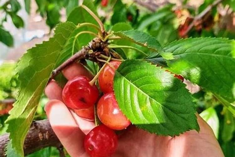 樱桃树浇什么肥料合适