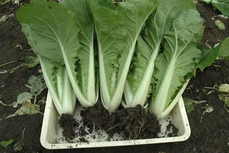 白菜多大时候喷钙镁硼肥好？