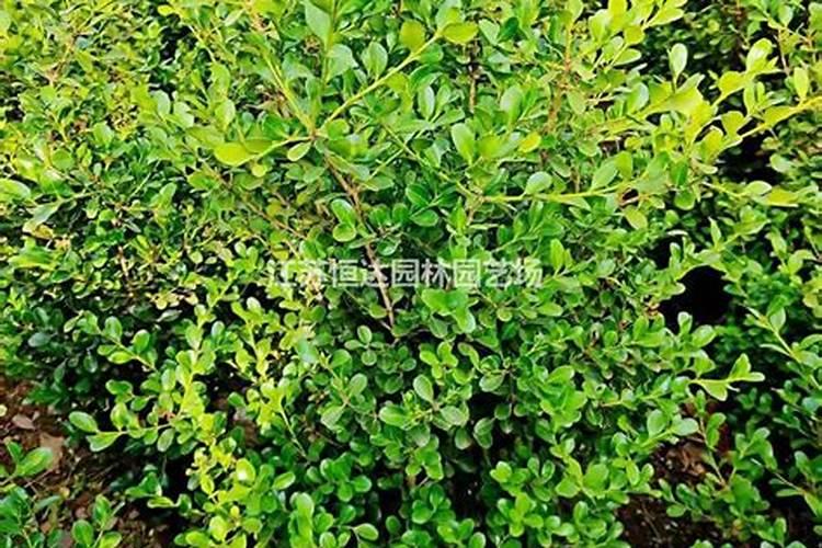 如何正确给蔬菜施加钙肥？