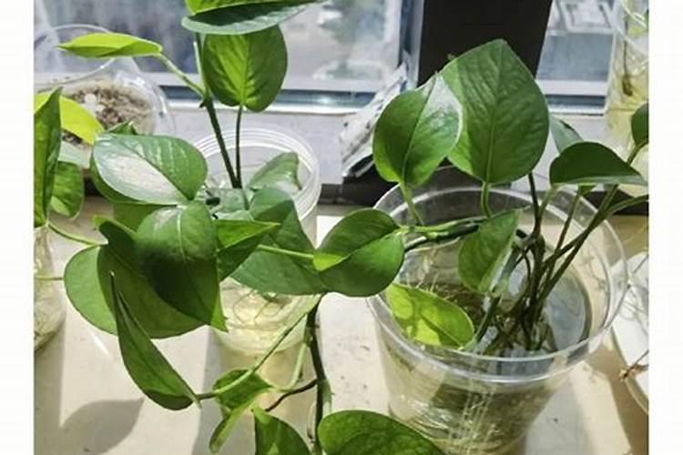 钙镁磷肥是复合肥吗 钙镁磷肥能和复合肥混施吗