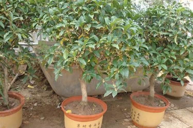 熟鸡蛋壳可以做花肥吗