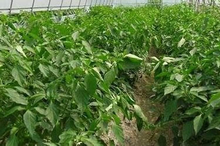 种植花生磷肥的正确方法