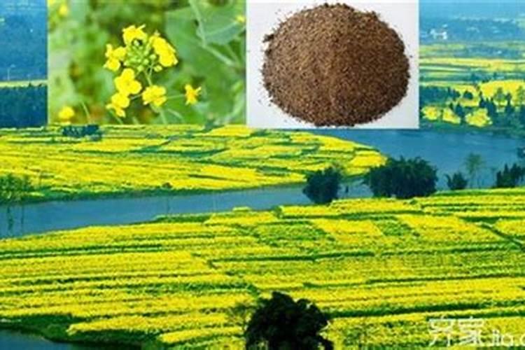 油菜可以放水灌根催熟吗？